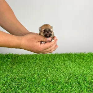 German Pomeranian Spitz - Poppy