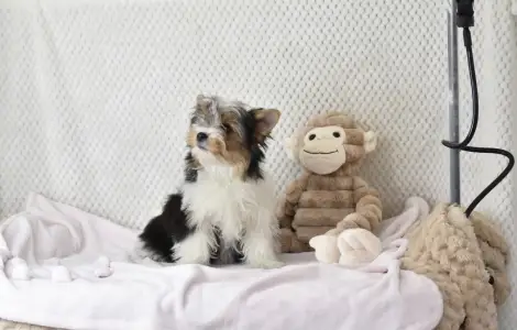 Biewer Terrier - Raven Orient 