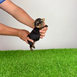 Yorkshire Terrier - Wolke