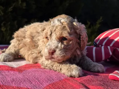 Cavapoo - Figo