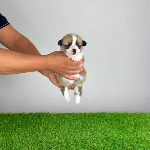 Welsh Corgi Pembroke - Barbarella