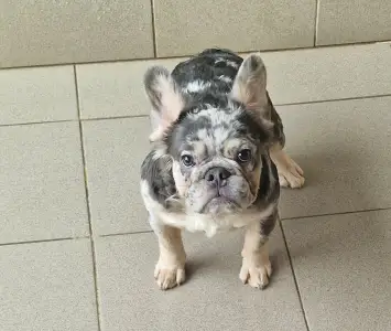 French Bulldog - Drahma