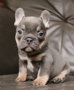 Francia bulldog - Wendy