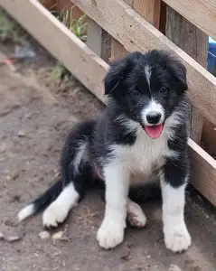 Border Collie - Brooke Fmg