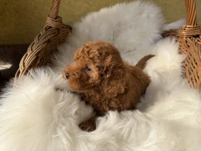 Trpasličí pudl - Goofy