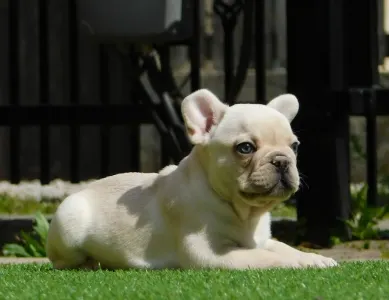 Französische Bulldogge - Lui