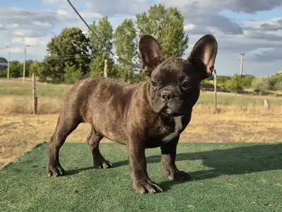 Francia bulldog - Ragnar