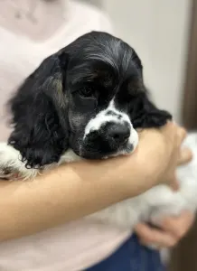 Amerikai cocker spániel - Paradise