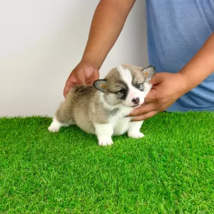 Welsh Corgi Pembroke - Dazzler
