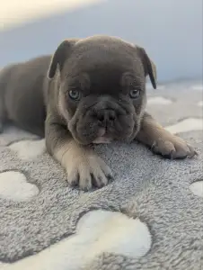 Bouledogue français - Theo