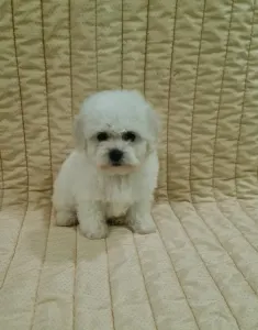 Bichon frisé - Electra