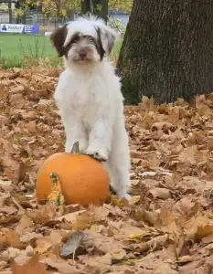Tibetan Terrier - James Bond