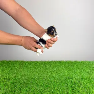 Biewer Terrier - Rinty