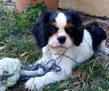 Cavalier King Charles spániel - Jackson