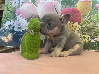French Bulldog - Mira