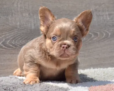 Francia bulldog - Gigi - Isabella Tan Fluffy 