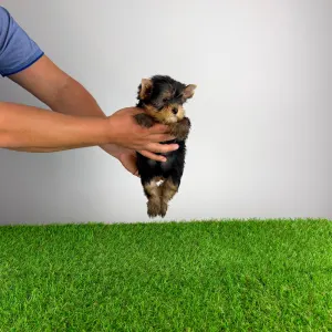 Yorkshire Terrier - Fortuna