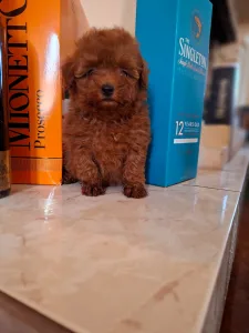 Caniche Toy - Pudel Toy F
