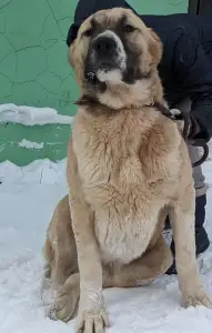 Közép-ázsiai juhászkutya - Dengiz Iz Zamka Larisi