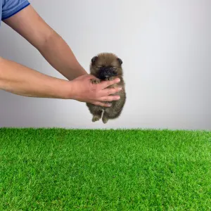 German Pomeranian Spitz - Toxi