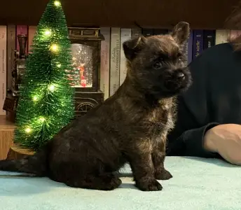 Cairn Terrier - Majestic Sandial Toblerone