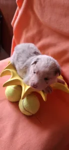 Border Collie - Fióna