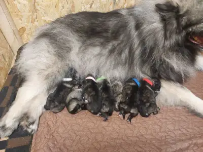 Wolfsspitz - Silver Whirl Bella Mia