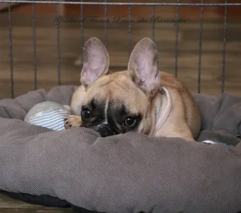 Buldog francuski - Bársonyka