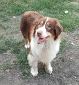 Australian Shepherd - Nella