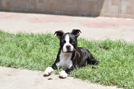 Boston Terrier - Roy