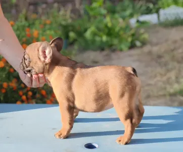 Francia bulldog - Rosalie