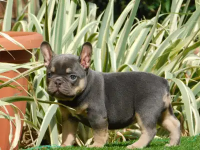 French Bulldog - Edna
