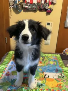Border Collie - Generico 