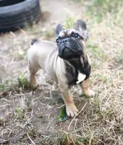 French Bulldog - William