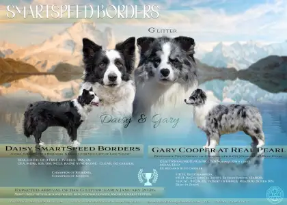 Border Collie - Geraniol