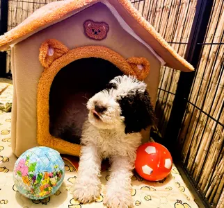 Chien d'eau romagnol - Grammi Gummi