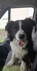 Border Collie - Ajax
