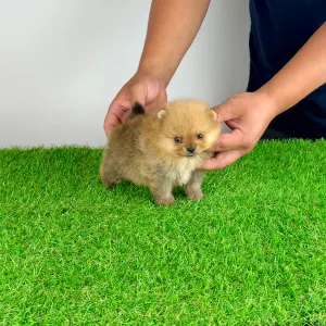 Pomeranian - Tommy