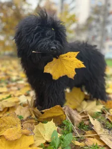 Puli - Tincses-kincsem Lagotto & Puli