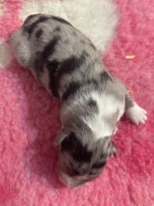 Ciobanesc Australian - Blue Merle Nbt Szuka