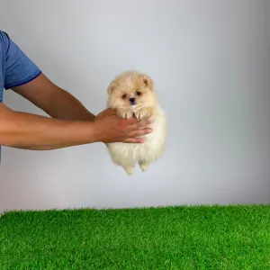 Pomeranian - Caramel
