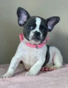 Francia bulldog - Melissa