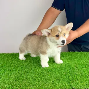Corgi galez Pembroke - Cosima