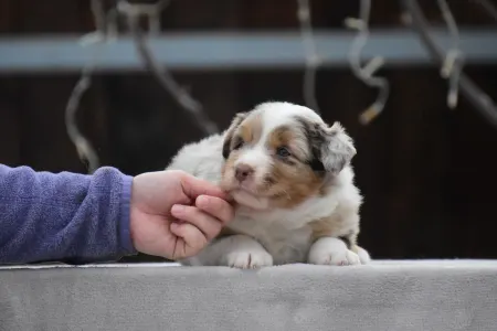 Miniature American Shepherd - Winstead One More Heart For The Ranch