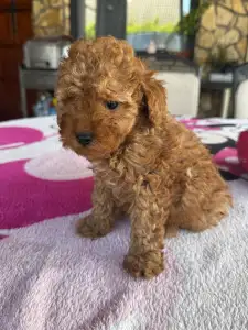 Poodle Miniature - Bodza