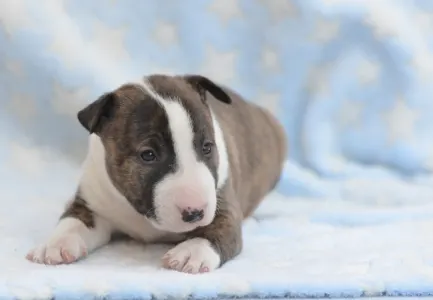 Miniatűr bullterrier - Nolan