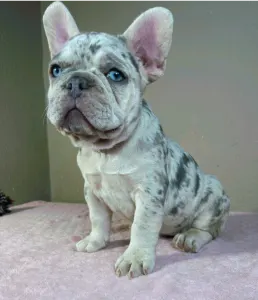 French Bulldog - Anastasia