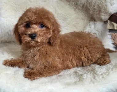 Cavapoo - Mona