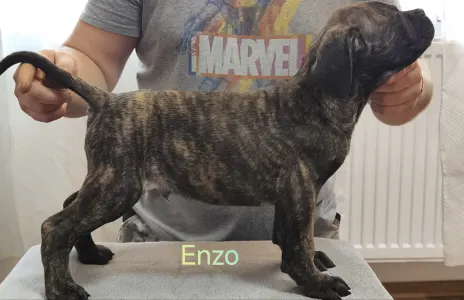 Cane Corso Italiano - Forza Di Diavolo Enzo