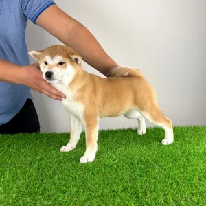 Shiba Inu - Kloe